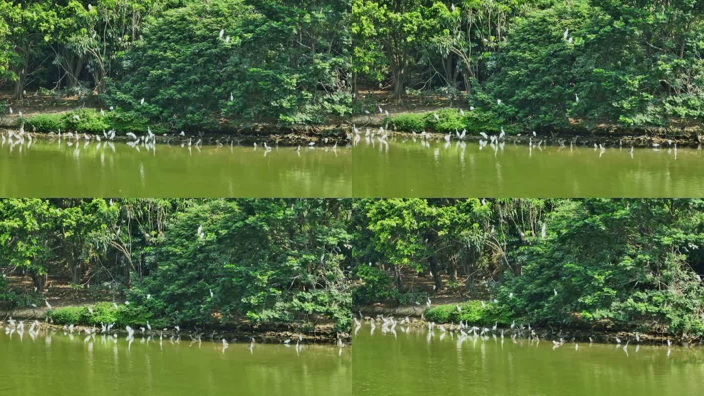 【原创】4K禅城南庄绿岛湖鹭鸟生态栖息地