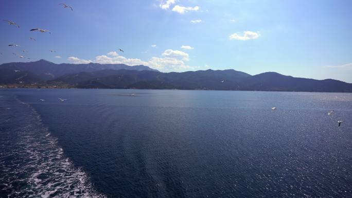 海鸥飞越海面大海海鸥飞翔