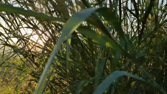 傍晚落日红霞光影光芒四射野草晚风吹过摇摆