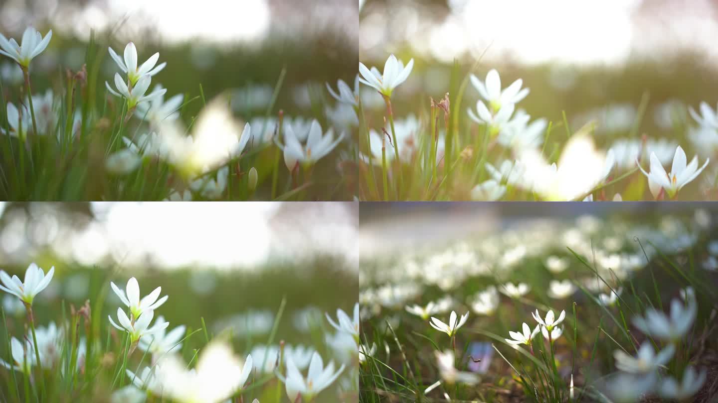 白色小花 自然高清逆光唯美特写韭菜花公园