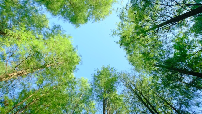 仰拍仰视森林落羽杉树林天空旋转空镜