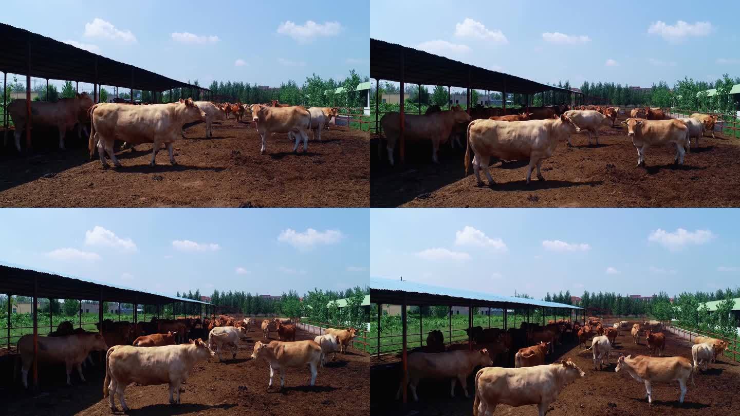 牛群 养殖 牛棚 航拍 蓝天白云