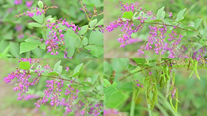 野生植物中草药山蚂蝗开花结果