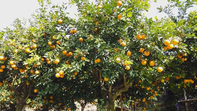 橙子种植