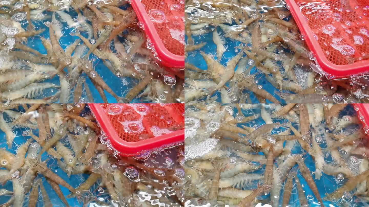 海鲜-明虾