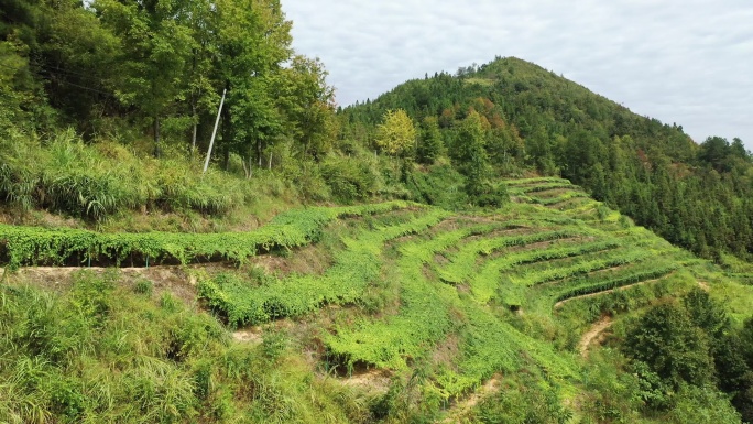 罗汉果基地航拍