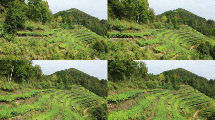 罗汉果基地航拍