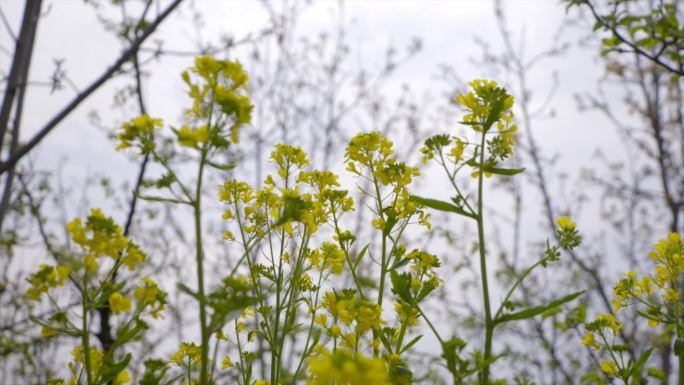 4K蜜蜂 油菜花朵 油菜地  春天