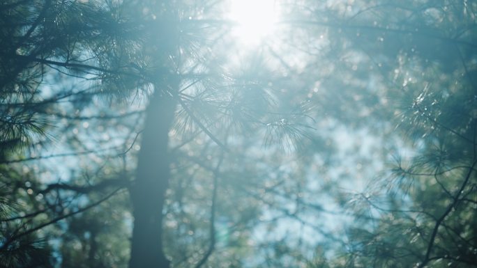 阳光下的松树松叶