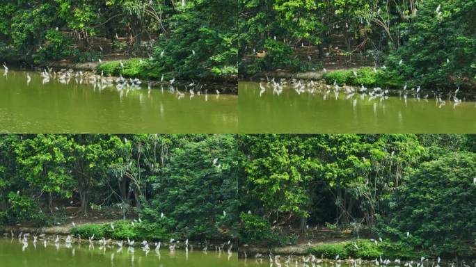 【原创】4K禅城南庄绿岛湖鹭鸟生态栖息地