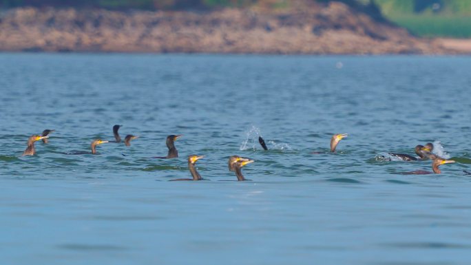 一群鸟——大鸬鹚（Phalacrocorax carbo）在大湖中游泳，在秋天阳光明媚的日子捕鱼并吃