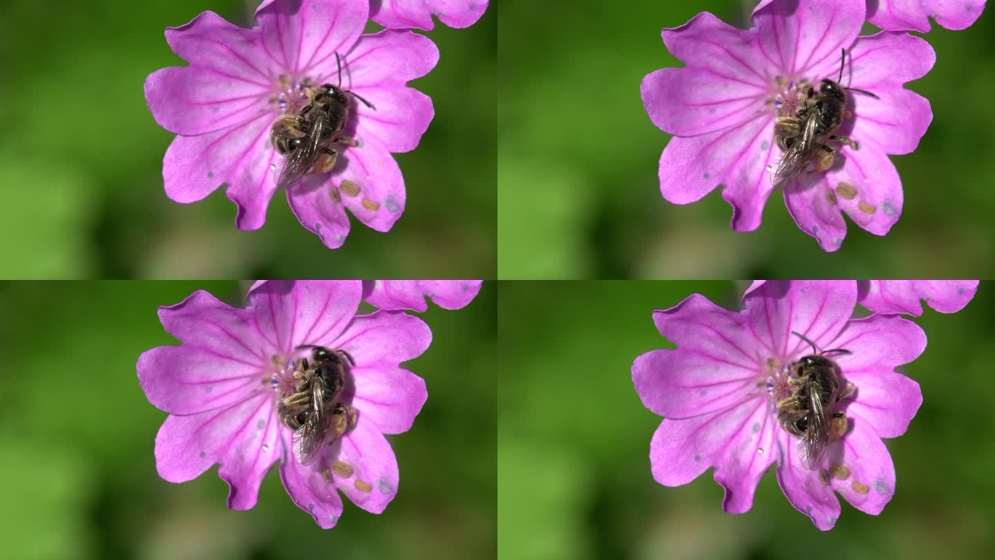大根天竺葵花上的蜜蜂