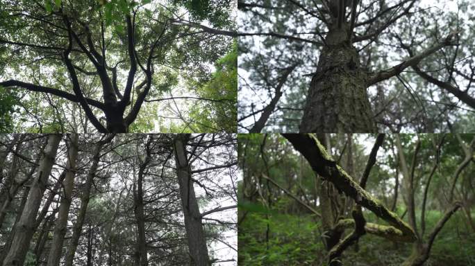 森林 树木