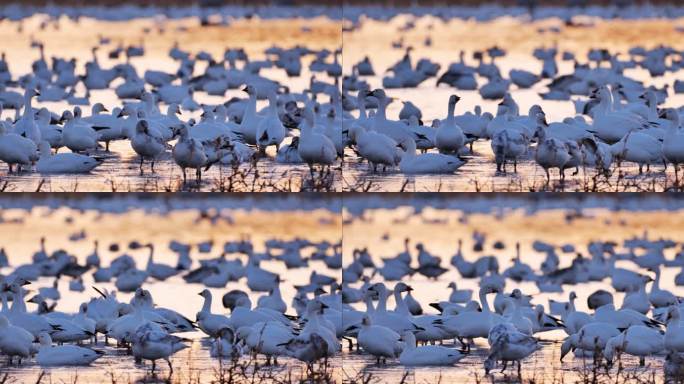 冬天的雪雁：博斯克·德尔·阿帕奇国家野生动物保护区：新墨西哥