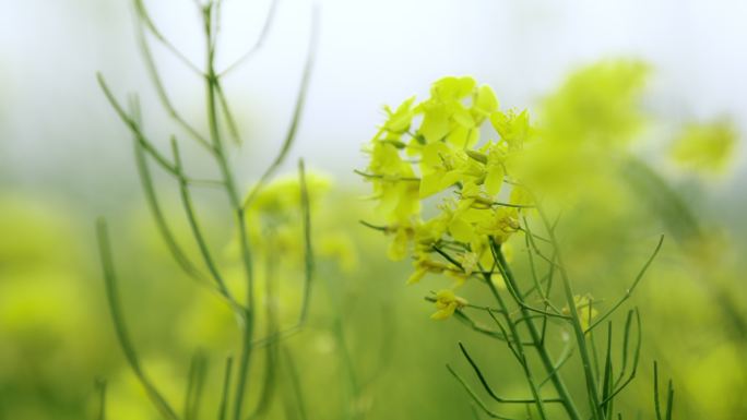 油菜花海