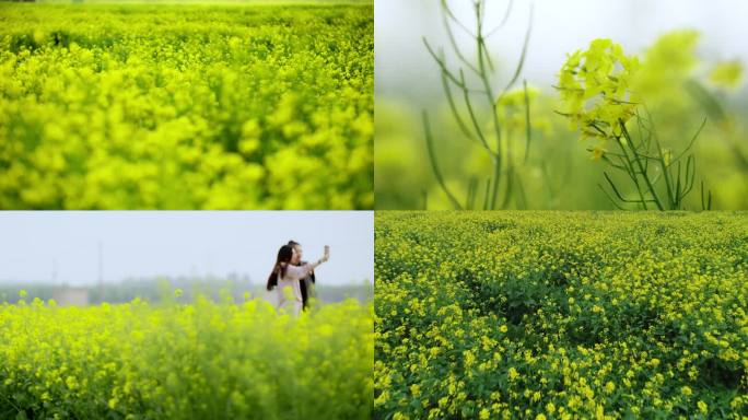 油菜花海