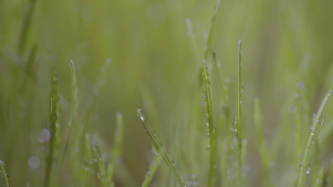 麦芽糖01242856麦芽糖