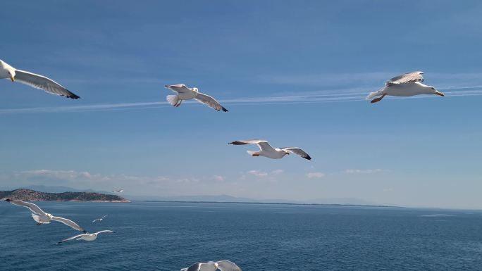 海鸥飞越海面大海海鸥飞行展翅高飞