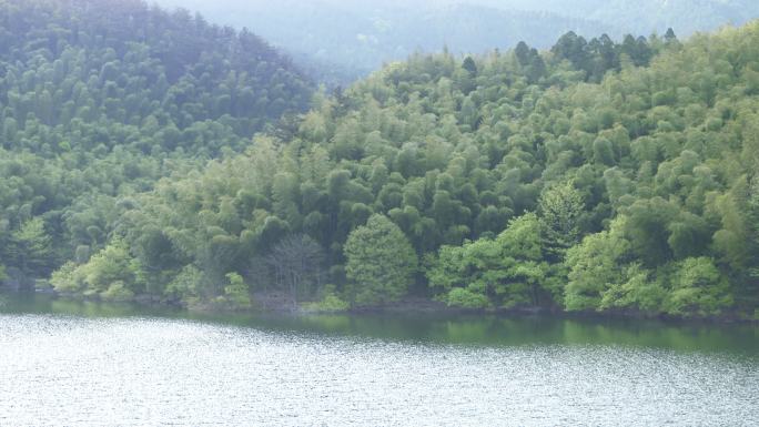 水面 河水 竹林 远山