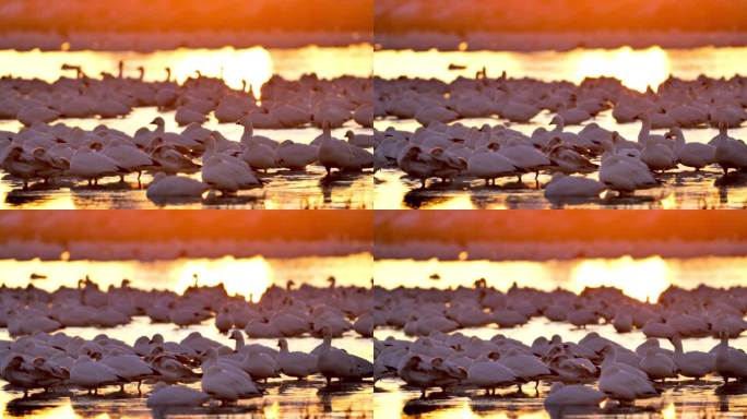 冬天的雪雁：博斯克·德尔·阿帕奇国家野生动物保护区：新墨西哥