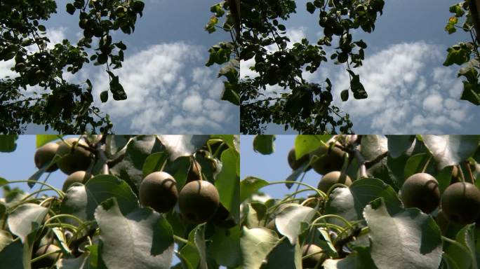 梨树 果园