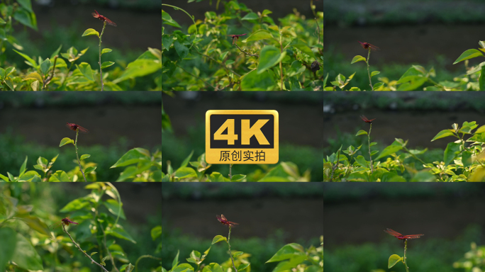 【4K原创实拍】红蜻蜓