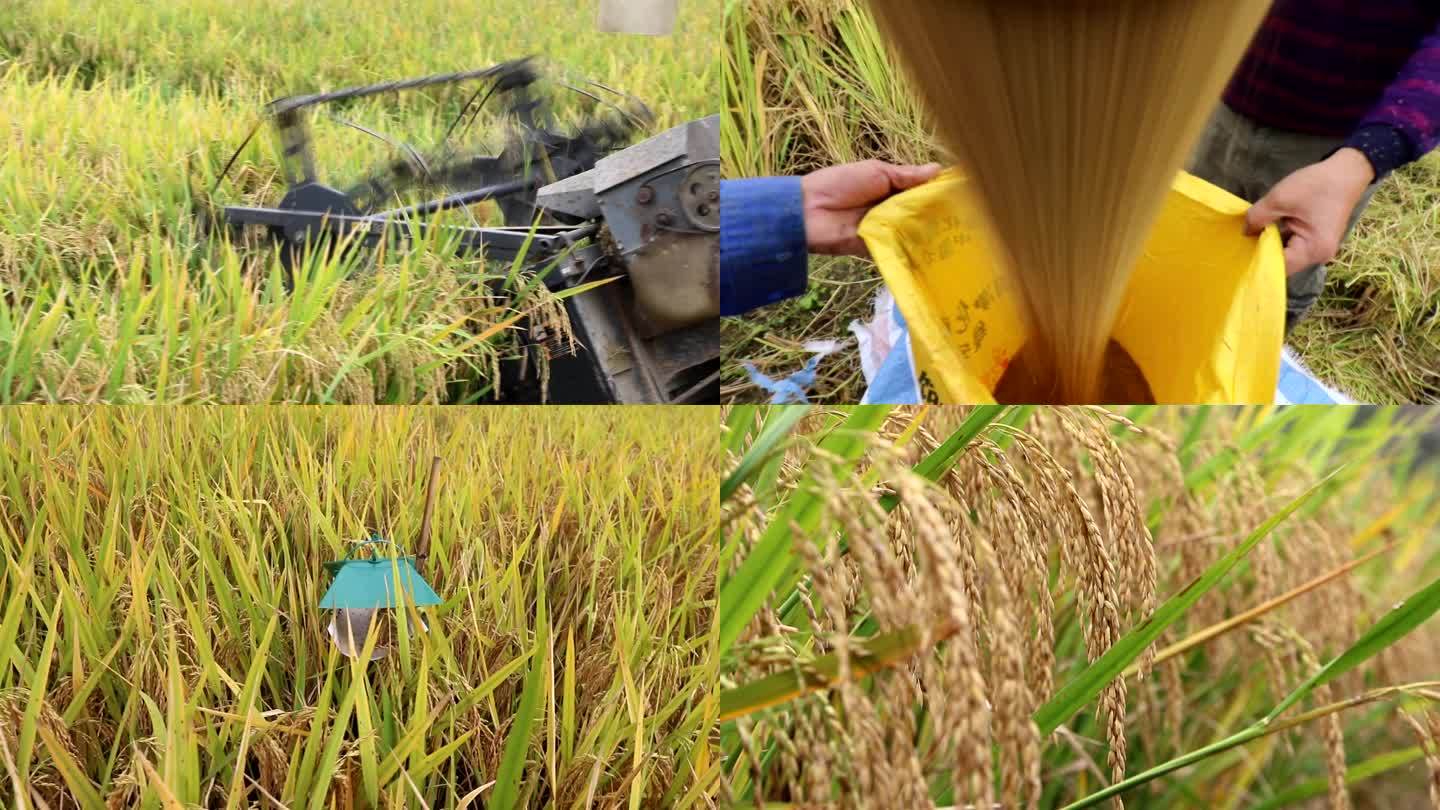 富硒稻米稻谷机械化收割