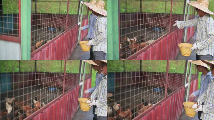 一名亚裔中国老人在他的农场鸡舍里提着桶喂鸡
