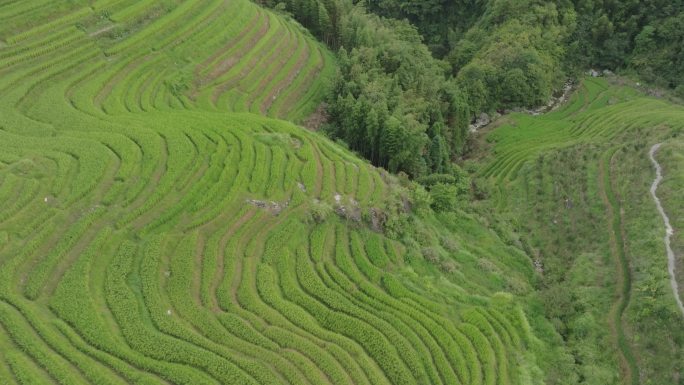 桂林梯田航拍-5