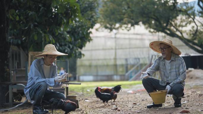 一位亚裔中国老人和儿子在鸡舍里用桶喂鸡