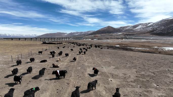 西藏航拍牦牛群