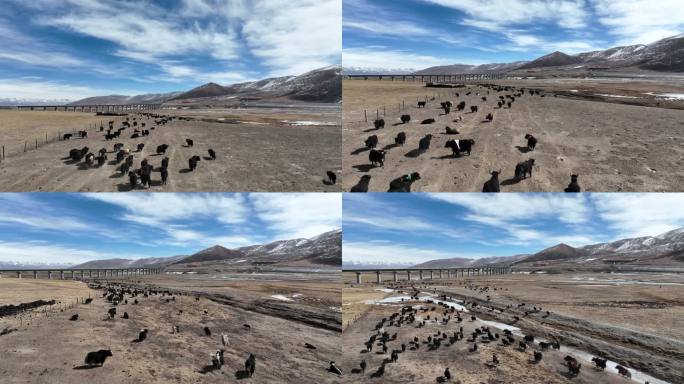 西藏航拍牦牛群