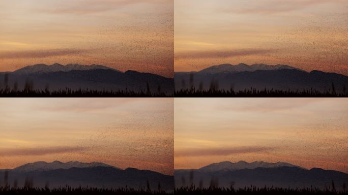 黄昏时分，八哥山前飞翔的椋鸟
