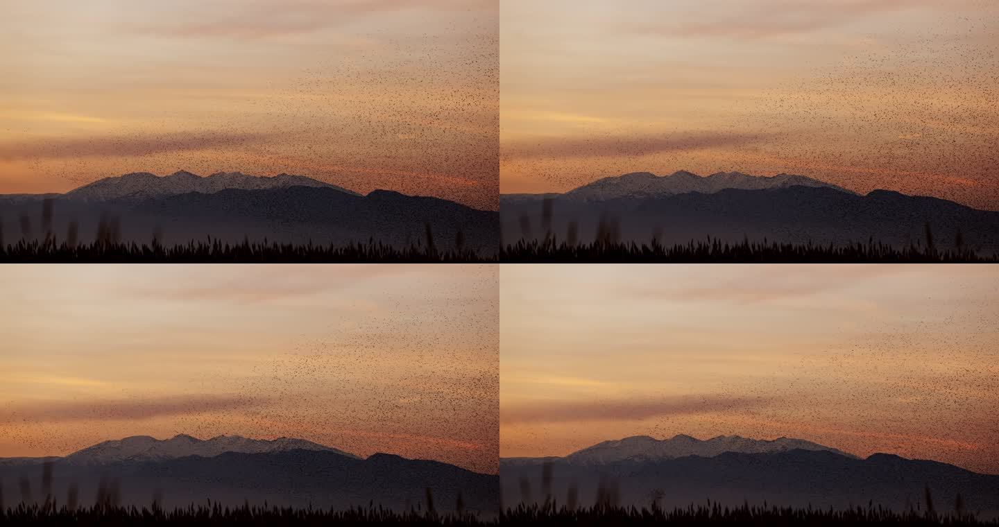 黄昏时分，八哥山前飞翔的椋鸟