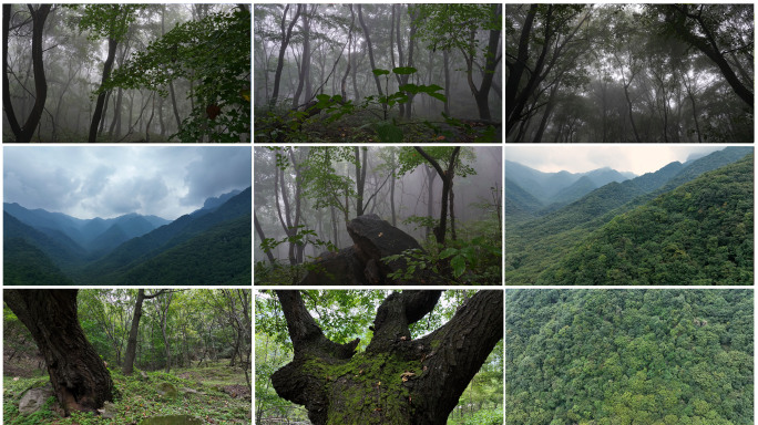 自然山脉森林大树植被氧吧