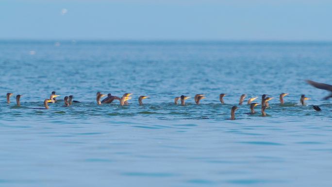 一群鸟——大鸬鹚（Phalacrocorax carbo）在大湖中游泳，在秋天阳光明媚的日子捕鱼并吃