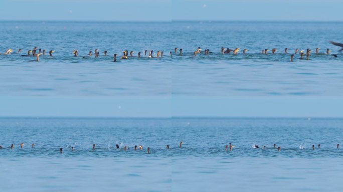 一群鸟——大鸬鹚（Phalacrocorax carbo）在大湖中游泳，在秋天阳光明媚的日子捕鱼并吃