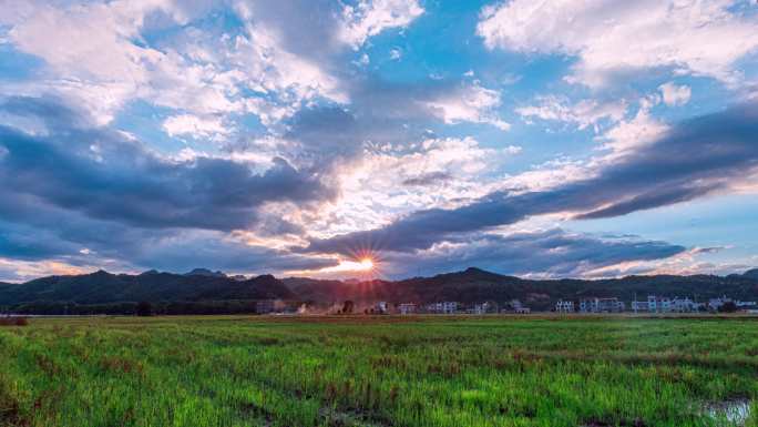 8K大气稻田稻穗日出日落延时