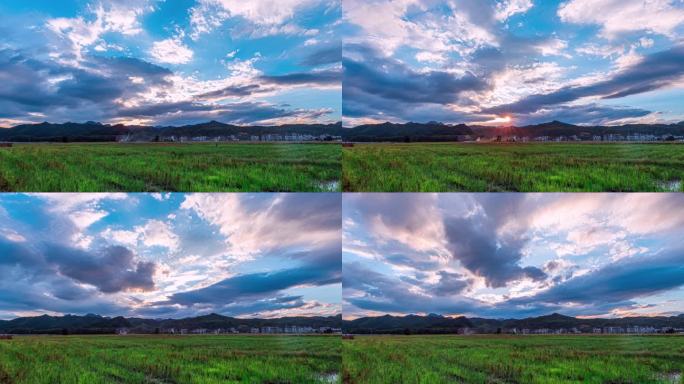 8K大气稻田稻穗日出日落延时