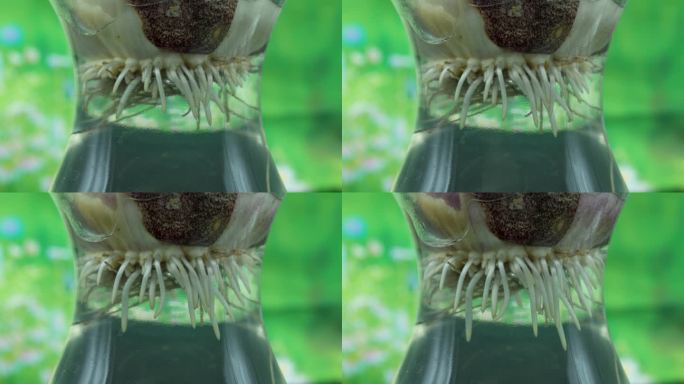 风信子水培根系发育延时视频