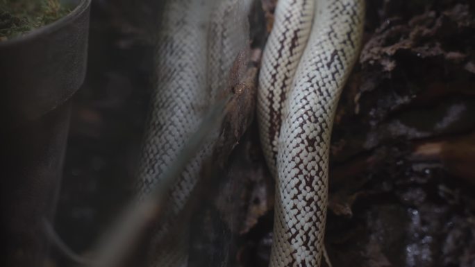 玻璃箱里一条白色的王蛇