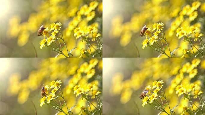 小清新阳光花朵小雏菊