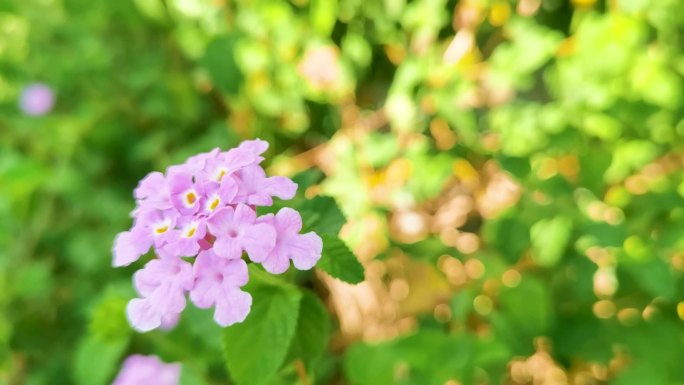 紫色的花卉五色梅特写