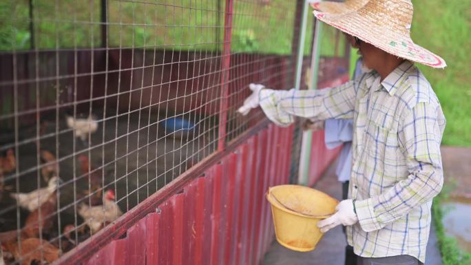一名亚裔中国老人在他的农场鸡舍里提着桶喂鸡