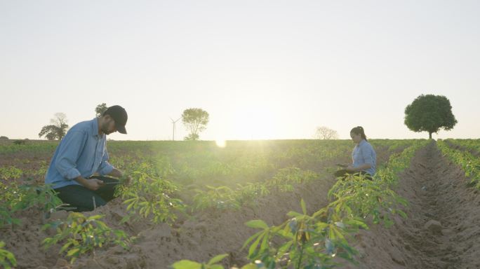 在夕阳的剪影中，两个年轻的成年农民手持平板电脑，在田里漫步，审视着乡村景色。技术和人/智能农民概念。