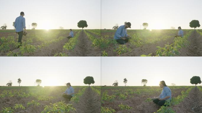 在夕阳的剪影中，两个年轻的成年农民手持平板电脑，在田里漫步，审视着乡村景色。技术和人/智能农民概念。