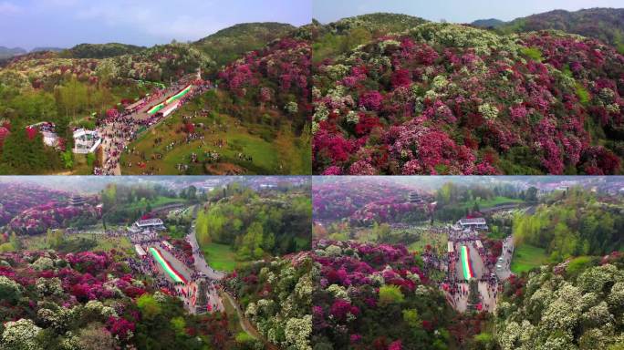 百里杜鹃 毕节 普底 贵州 花海