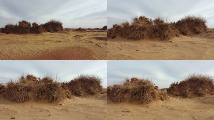 戈壁干枯植物防沙治沙 环境治理抗旱