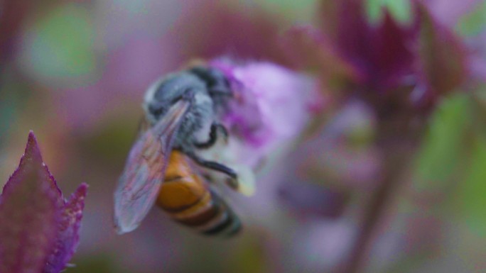 小蜜蜂在飞翔，吮吸着花蜜。