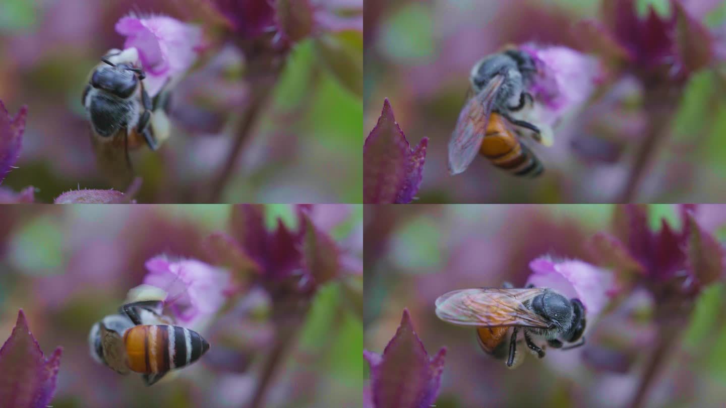 小蜜蜂在飞翔，吮吸着花蜜。